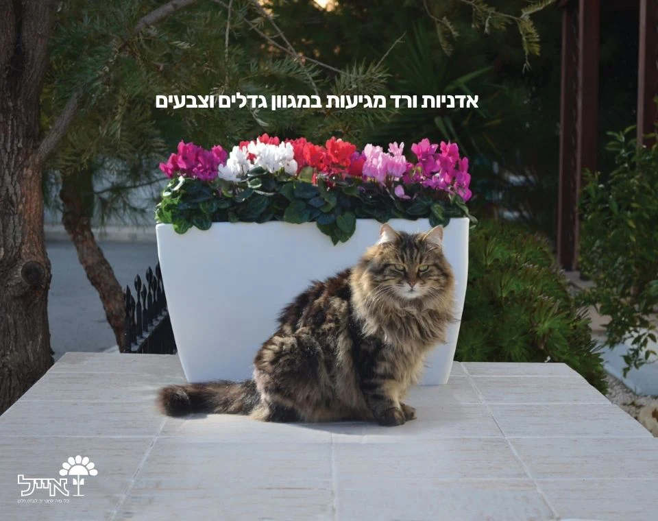 תמונת מוצר 3